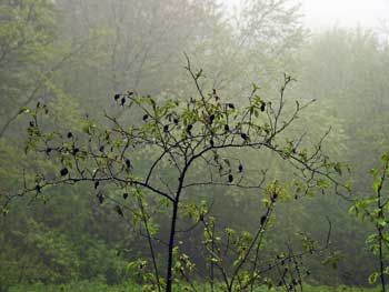 �������� ����