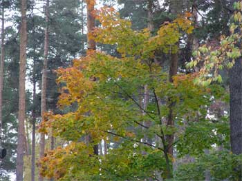 ������ ������